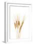 Wheat Plant-Fabio Petroni-Framed Photographic Print