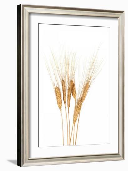 Wheat Plant-Fabio Petroni-Framed Photographic Print