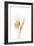 Wheat Plant-Fabio Petroni-Framed Photographic Print