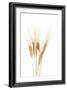 Wheat Plant-Fabio Petroni-Framed Photographic Print