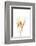 Wheat Plant-Fabio Petroni-Framed Photographic Print