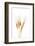 Wheat Plant-Fabio Petroni-Framed Photographic Print