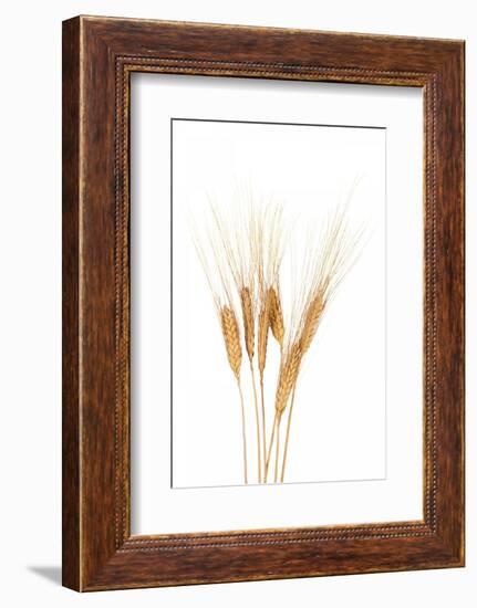 Wheat Plant-Fabio Petroni-Framed Photographic Print