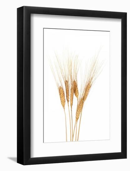 Wheat Plant-Fabio Petroni-Framed Photographic Print