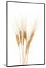 Wheat Plant-Fabio Petroni-Mounted Photographic Print
