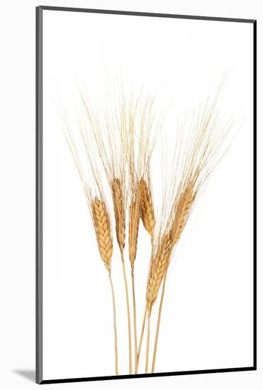 Wheat Plant-Fabio Petroni-Mounted Photographic Print