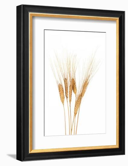 Wheat Plant-Fabio Petroni-Framed Photographic Print