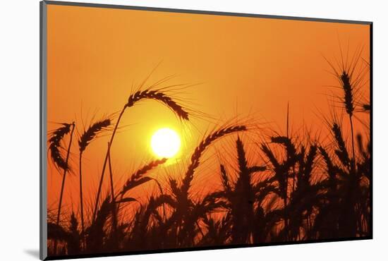 Wheat Plants in Silhouette-Richard T. Nowitz-Mounted Photographic Print