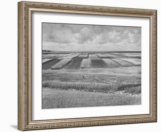 Wheat Plots at Experimental Station Working on Erosion Problem-Alfred Eisenstaedt-Framed Photographic Print