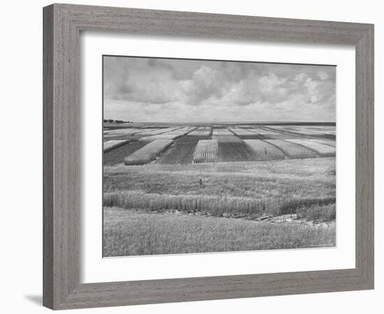 Wheat Plots at Experimental Station Working on Erosion Problem-Alfred Eisenstaedt-Framed Photographic Print