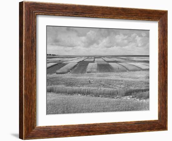 Wheat Plots at Experimental Station Working on Erosion Problem-Alfred Eisenstaedt-Framed Photographic Print