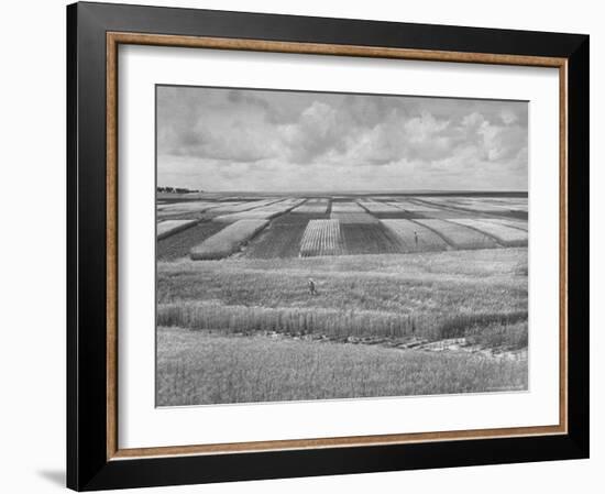 Wheat Plots at Experimental Station Working on Erosion Problem-Alfred Eisenstaedt-Framed Photographic Print