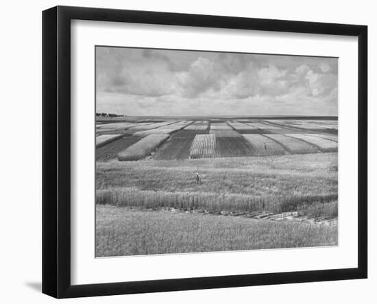 Wheat Plots at Experimental Station Working on Erosion Problem-Alfred Eisenstaedt-Framed Photographic Print