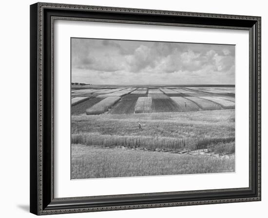 Wheat Plots at Experimental Station Working on Erosion Problem-Alfred Eisenstaedt-Framed Photographic Print