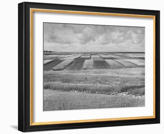 Wheat Plots at Experimental Station Working on Erosion Problem-Alfred Eisenstaedt-Framed Photographic Print