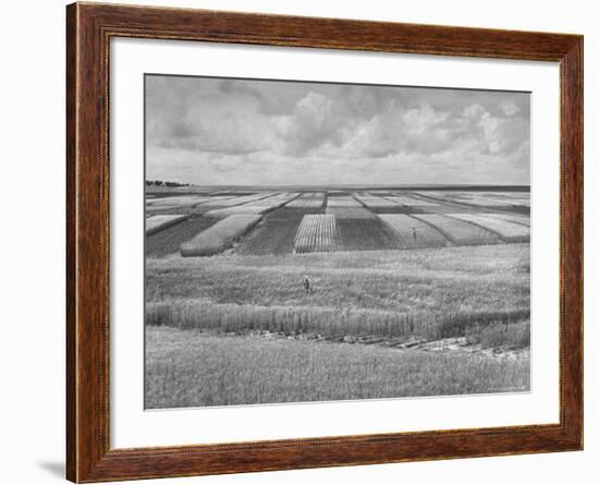 Wheat Plots at Experimental Station Working on Erosion Problem-Alfred Eisenstaedt-Framed Photographic Print