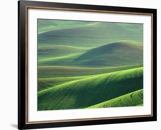 Wheat Springs in the Hills of the Palouse Country, Idaho, USA-Chuck Haney-Framed Photographic Print