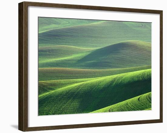 Wheat Springs in the Hills of the Palouse Country, Idaho, USA-Chuck Haney-Framed Photographic Print