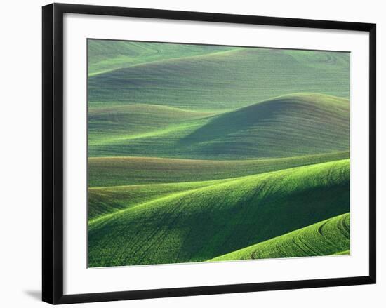 Wheat Springs in the Hills of the Palouse Country, Idaho, USA-Chuck Haney-Framed Photographic Print