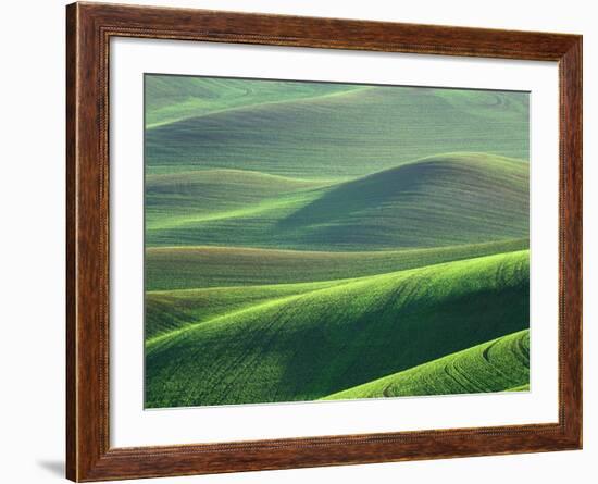 Wheat Springs in the Hills of the Palouse Country, Idaho, USA-Chuck Haney-Framed Photographic Print