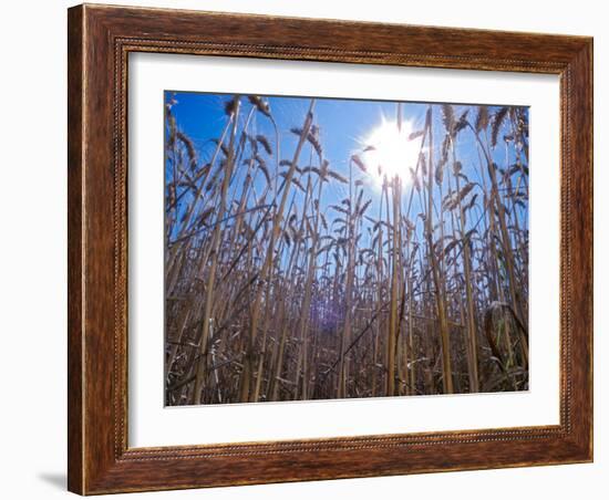 Wheat with direct sunshine-Janis Miglavs-Framed Photographic Print