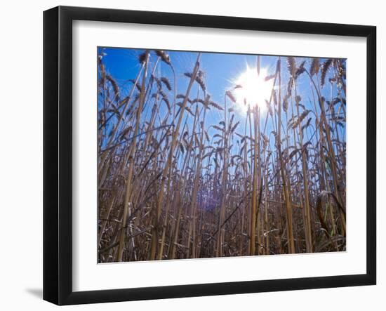 Wheat with direct sunshine-Janis Miglavs-Framed Photographic Print