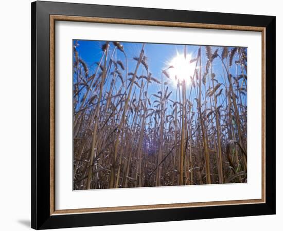 Wheat with direct sunshine-Janis Miglavs-Framed Photographic Print