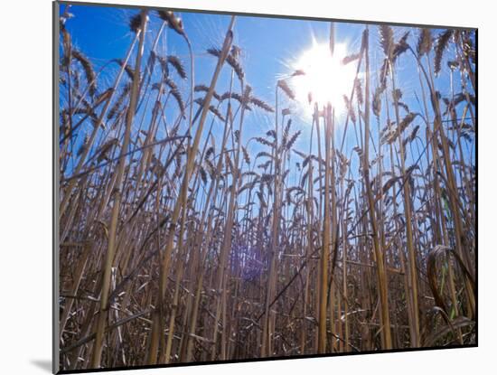 Wheat with direct sunshine-Janis Miglavs-Mounted Photographic Print