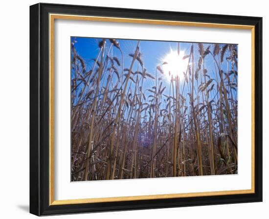 Wheat with direct sunshine-Janis Miglavs-Framed Photographic Print