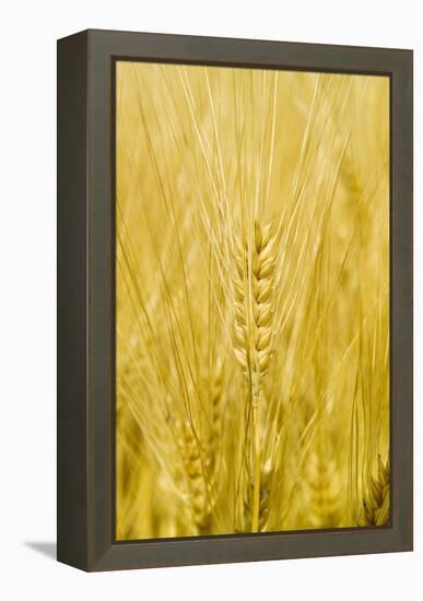 Wheat-Paul Rapson-Framed Premier Image Canvas