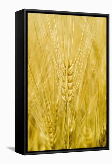 Wheat-Paul Rapson-Framed Premier Image Canvas