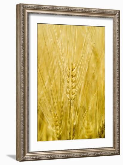 Wheat-Paul Rapson-Framed Photographic Print