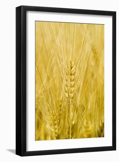 Wheat-Paul Rapson-Framed Photographic Print