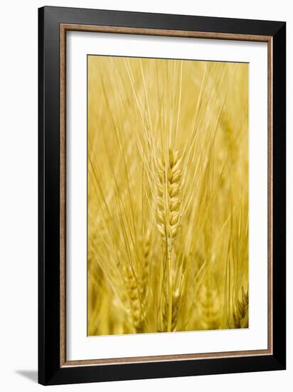 Wheat-Paul Rapson-Framed Photographic Print