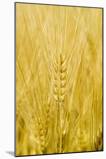 Wheat-Paul Rapson-Mounted Photographic Print