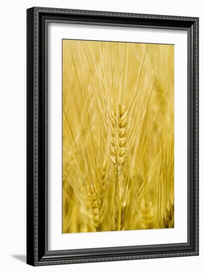 Wheat-Paul Rapson-Framed Photographic Print