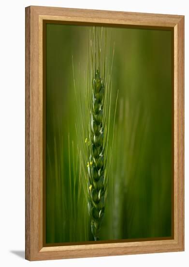 Wheat-Ursula Abresch-Framed Premier Image Canvas