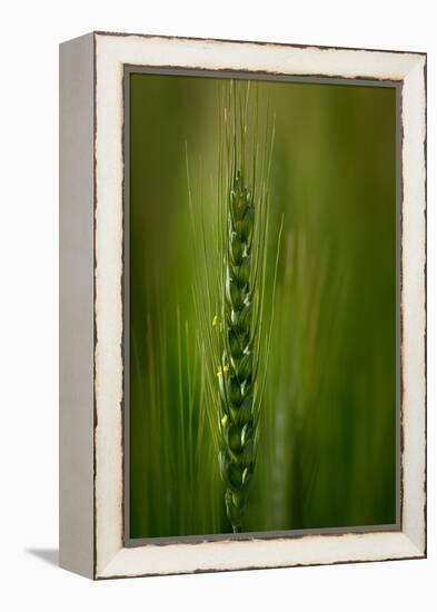 Wheat-Ursula Abresch-Framed Premier Image Canvas