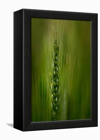 Wheat-Ursula Abresch-Framed Premier Image Canvas