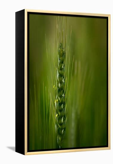 Wheat-Ursula Abresch-Framed Premier Image Canvas