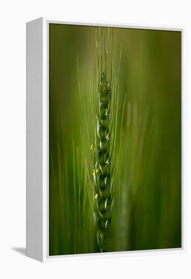 Wheat-Ursula Abresch-Framed Premier Image Canvas