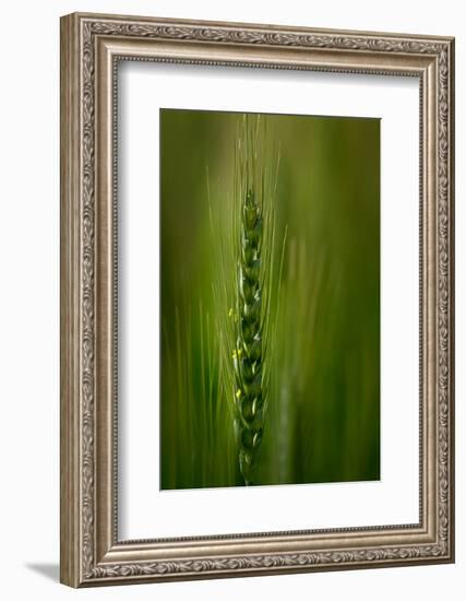 Wheat-Ursula Abresch-Framed Photographic Print