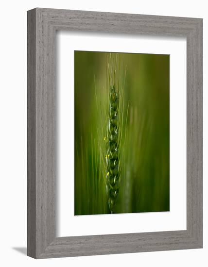 Wheat-Ursula Abresch-Framed Photographic Print