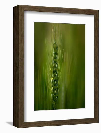 Wheat-Ursula Abresch-Framed Photographic Print