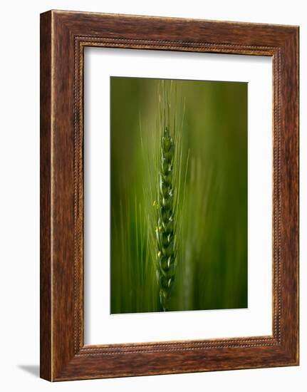 Wheat-Ursula Abresch-Framed Photographic Print