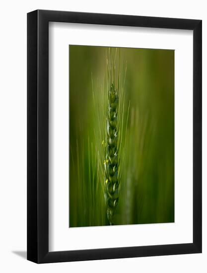 Wheat-Ursula Abresch-Framed Photographic Print