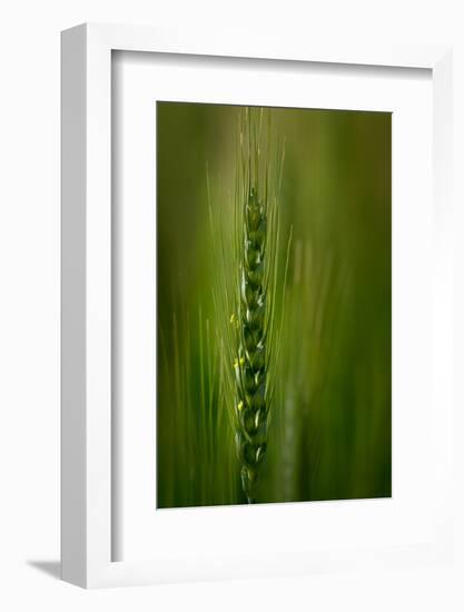 Wheat-Ursula Abresch-Framed Photographic Print