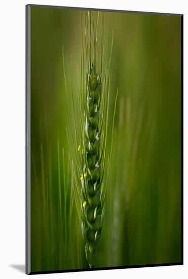 Wheat-Ursula Abresch-Mounted Photographic Print