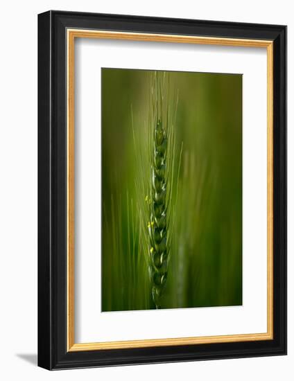 Wheat-Ursula Abresch-Framed Photographic Print