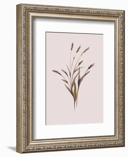 Wheat-Design Fabrikken-Framed Premium Giclee Print